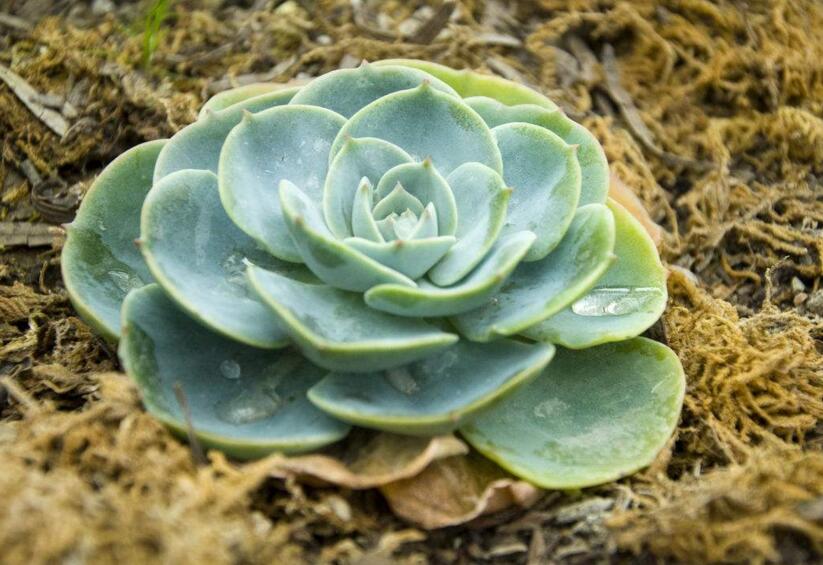 宝石花有毒吗,无毒且对痛风有着很好的治疗效果