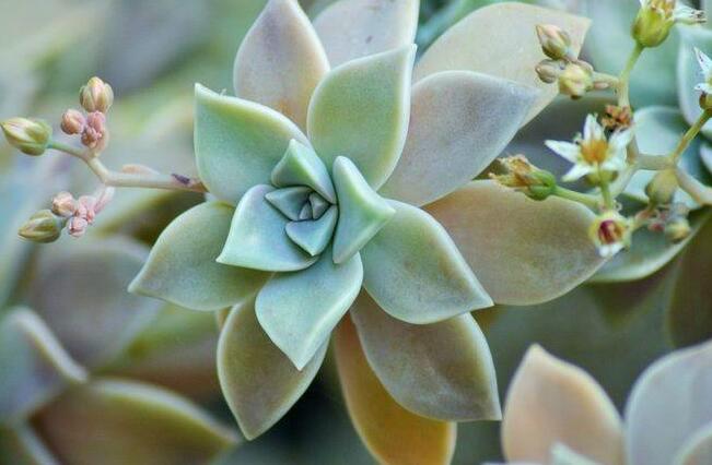 宝石花有毒吗,无毒且对痛风有着很好的治疗效果