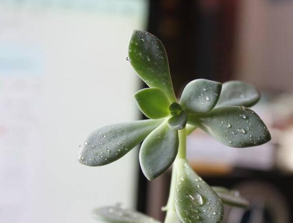 宝石花有毒吗,无毒且对痛风有着很好的治疗效果