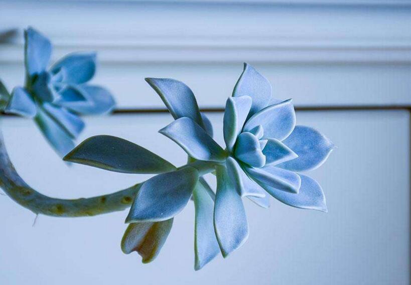 宝石花有毒吗,无毒且对痛风有着很好的治疗效果