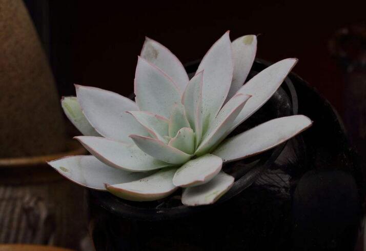 宝石花有毒吗,无毒且对痛风有着很好的治疗效果