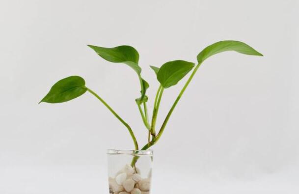 水培绿萝加白糖能生根吗，能生根/还能长的更快