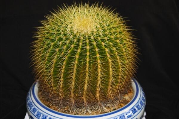 仙人球能放在卧室吗,带刺的植物不宜放卧室/放阳台或者办公室较好