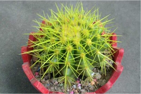 仙人球能放在卧室吗,带刺的植物不宜放卧室/放阳台或者办公室较好