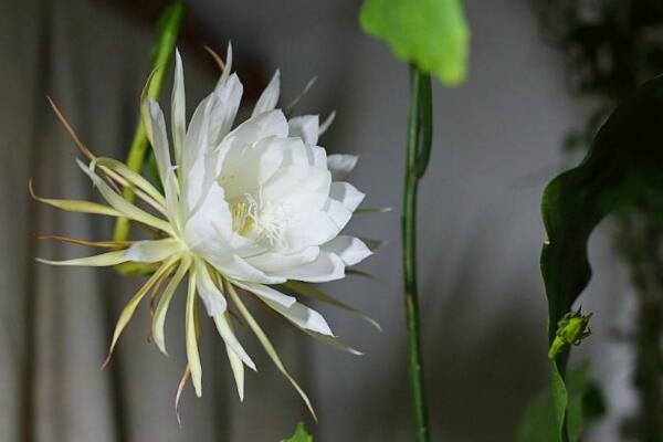 仙人球花和昙花的区别，介绍四种不同之处