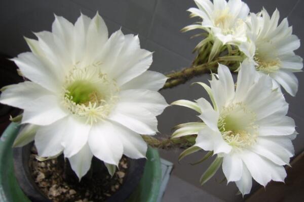 仙人球花和昙花的区别,介绍四种不同之处