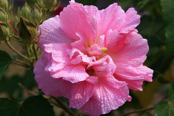 芙蓉花象征什么,富贵荣华(谐音)