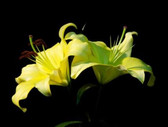 香水百合的寓意是什么,夫妻恩爱、百年好合(美好)