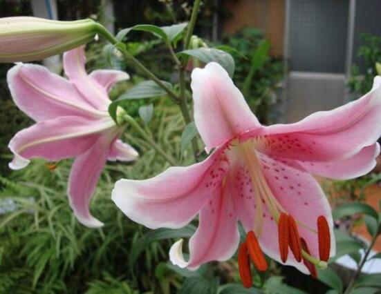 香水百合的寓意是什么,夫妻恩爱、百年好合(美好)