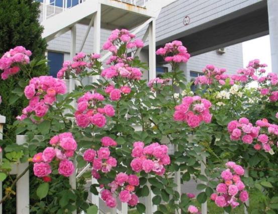 盆栽蔷薇花的养殖方法,注意光照充足、做好控水控肥