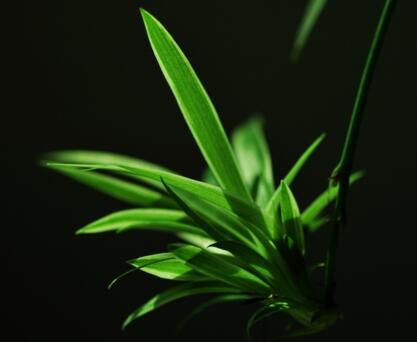 吊兰修剪方法,不同的部位修剪的方法不一样