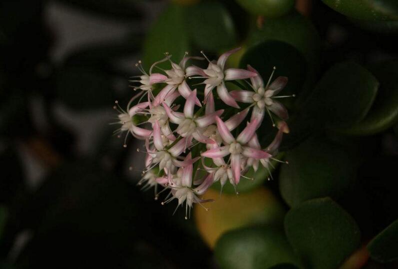 燕子掌植物怎么养,适宜的土壤和水份最关键