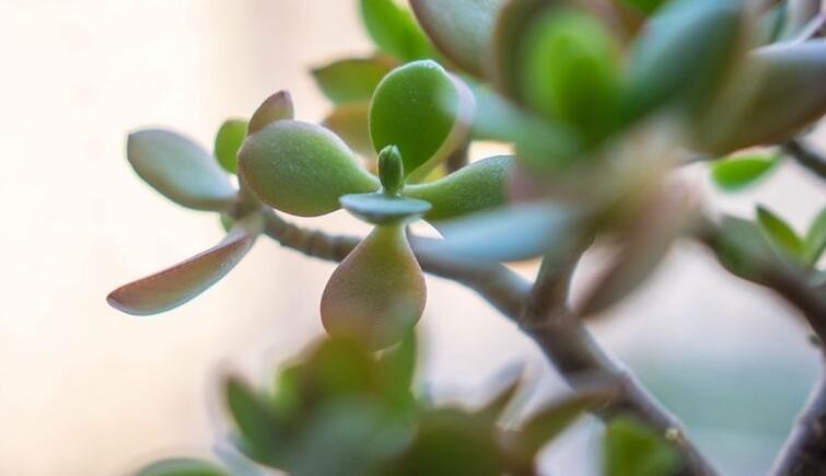 燕子掌植物怎么养,适宜的土壤和水份最关键