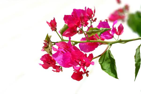 如何让三角梅开花,三角梅催花技巧