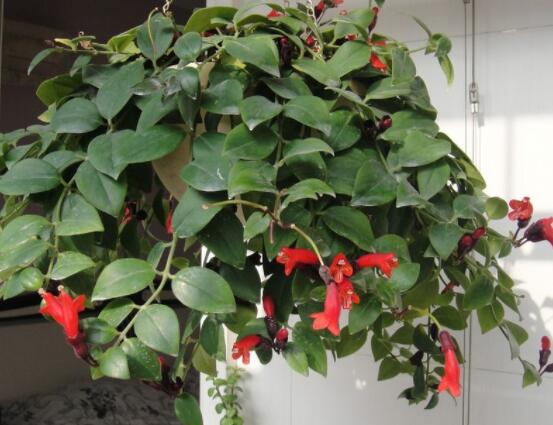 口红吊兰几月份开花,十一月始花、六月落花(花期大半年)