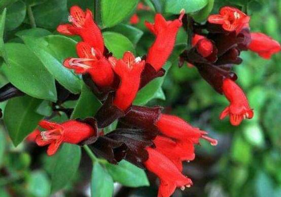 口红吊兰几月份开花,十一月始花、六月落花(花期大半年)