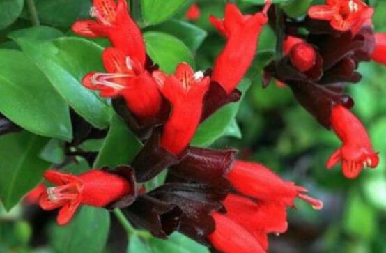 口红吊兰几月份开花,十一月始花、六月落花(花期大半年)