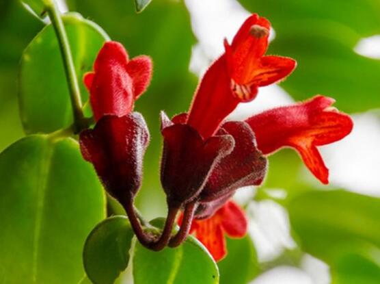 口红吊兰几月份开花,十一月始花、六月落花(花期大半年)