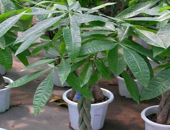 发财树的养殖技术,只需要做好五个要点即可