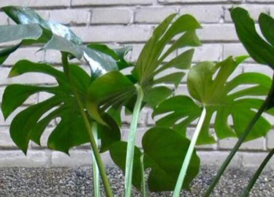 误食龟背竹叶子怎么办,第一时间去医院积极治疗(中毒较深)