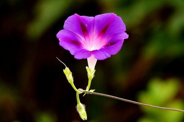 牵牛花阳台种植方法,牵牛花的种植步骤详解