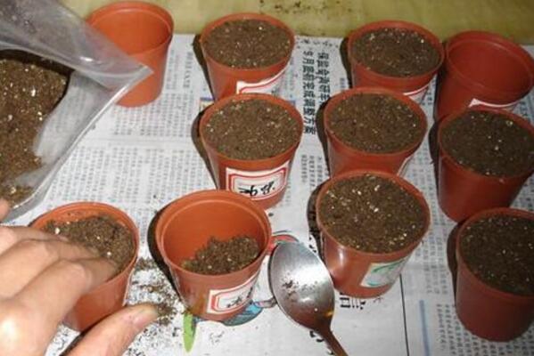 牵牛花阳台种植方法,牵牛花的种植步骤详解