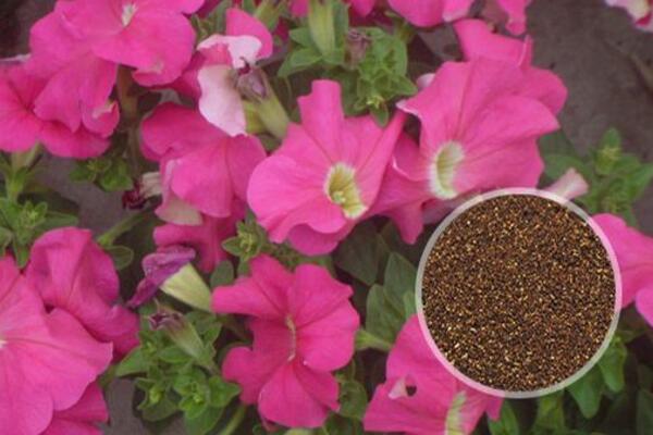 牵牛花阳台种植方法,牵牛花的种植步骤详解