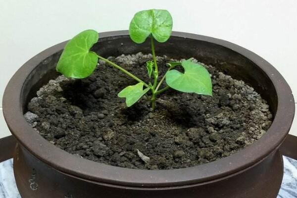 牵牛花阳台种植方法,牵牛花的种植步骤详解