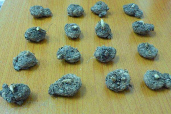 马蹄莲种球怎么种植,种植步骤以及前期养护技巧
