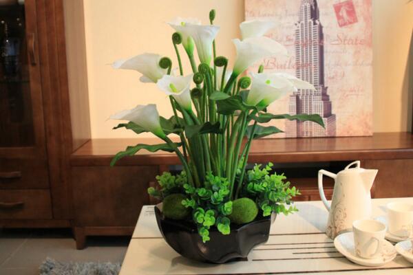 马蹄莲种球怎么种植,种植步骤以及前期养护技巧