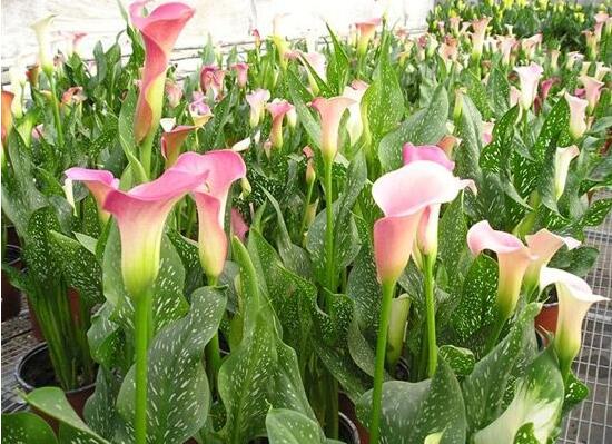 彩色马蹄莲花期多长,从11月一直开放到来年5月(半年)