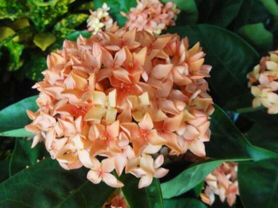 绣球花开花后如何修剪,花后一年修剪两次(春秋季节)