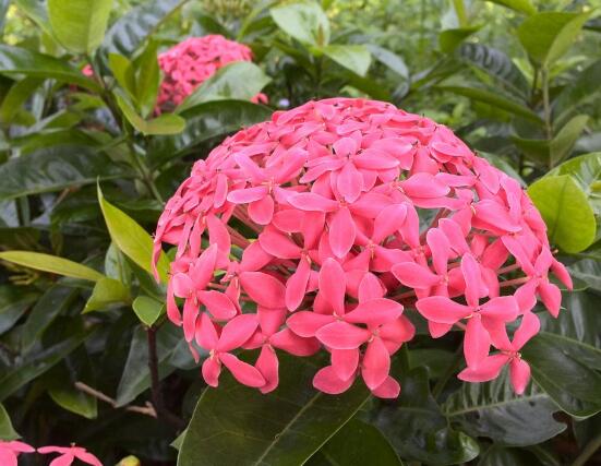 绣球花开花后如何修剪,花后一年修剪两次(春秋季节)
