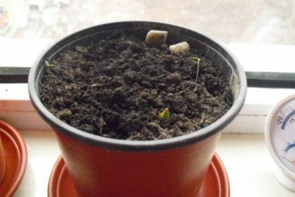 怎样种植发财树,发财树的种植方法详解