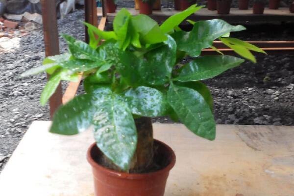 怎样种植发财树,发财树的种植方法详解