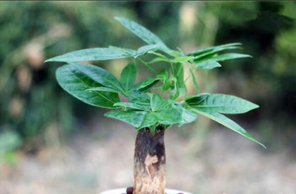 怎样种植发财树,发财树的种植方法详解