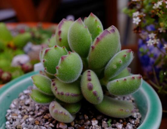 熊童子开花要施肥吗,施以磷钾肥为主/35度以上停止施肥