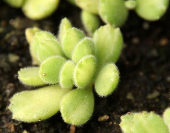 熊童子开花要施肥吗,施以磷钾肥为主/35度以上停止施肥