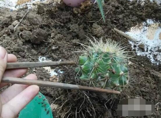 仙人球移栽注意事项,注意不可弄伤根系、及时消毒/土壤微湿润