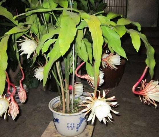 昙花换盆注意事项,只需要注意五个要点即可