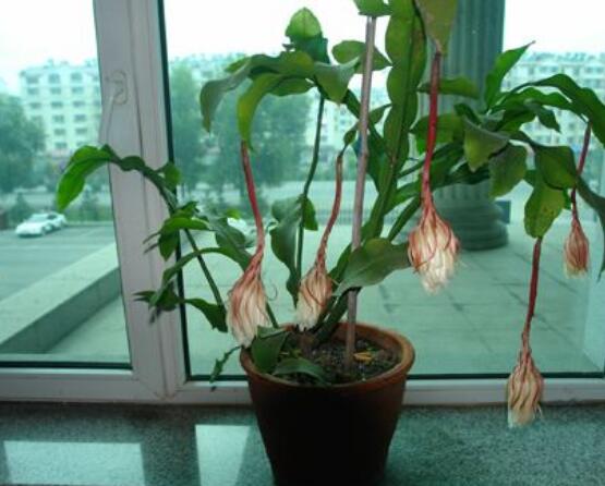 昙花换盆注意事项,只需要注意五个要点即可