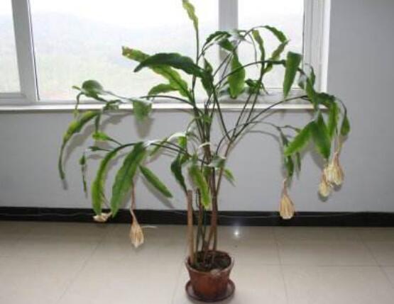 昙花换盆注意事项,只需要注意五个要点即可