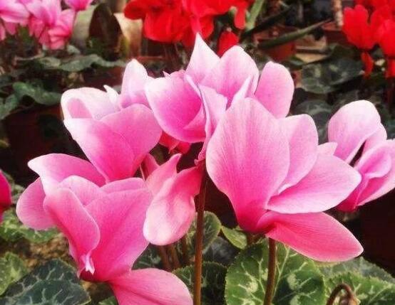 仙客来软腐病怎么办,除掉腐烂部位/及时喷施药物治疗
