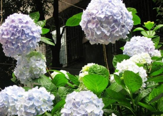 绣球花几月份开花,每年6-8月间盛放(独开一次)