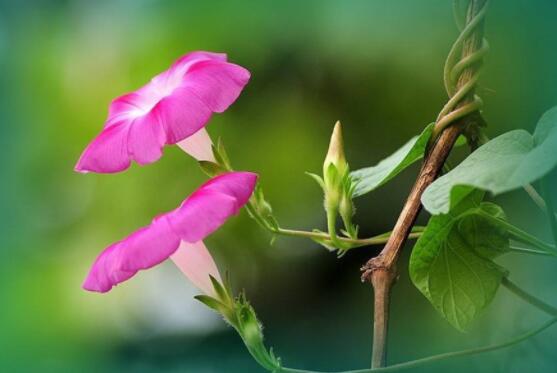 牵牛花种子要泡水吗,只需要浸泡一个晚上即可