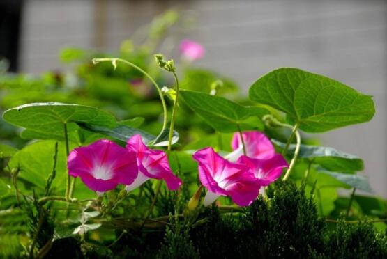 牵牛花种子要泡水吗,只需要浸泡一个晚上即可