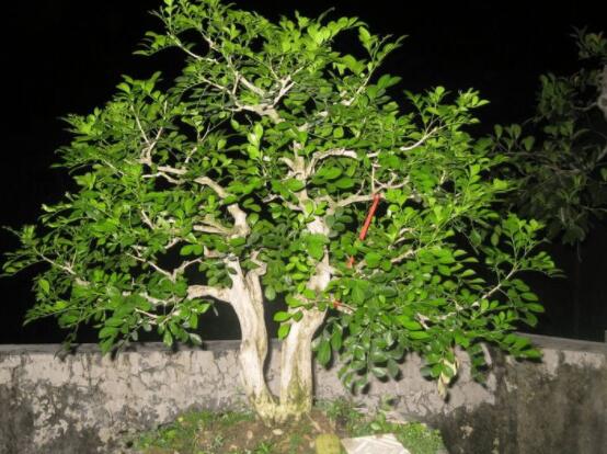 九里香盆景树桩怎样变粗，营养丰富、勤修剪，施足肥