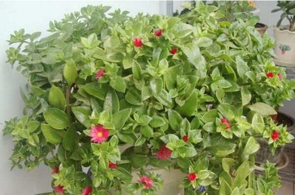 口红吊兰开花时间,每年的11月即可开花(花期超过半年)