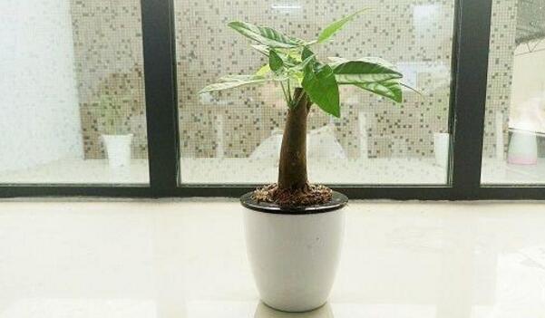 怎么种植发财树,发财树种植全部过程