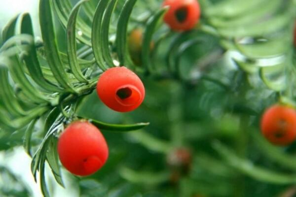 红豆杉的花语和传说,花语高傲、传说凄凉